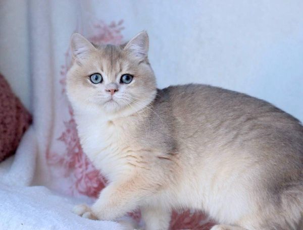 British Shorthair