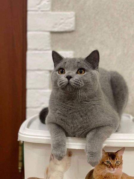 British Shorthair