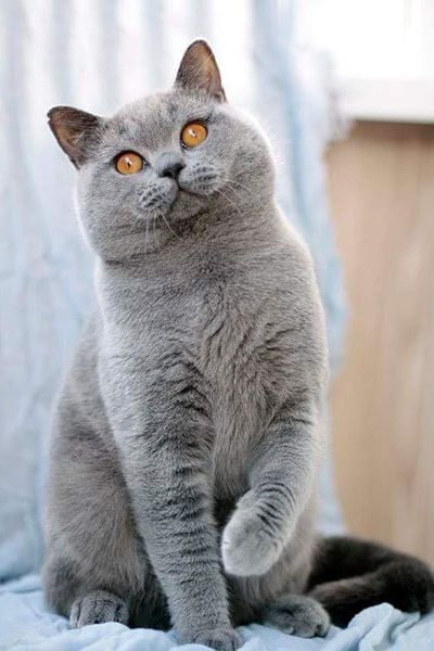 British Shorthair