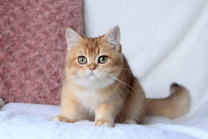 British Shorthair