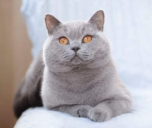 British Shorthair