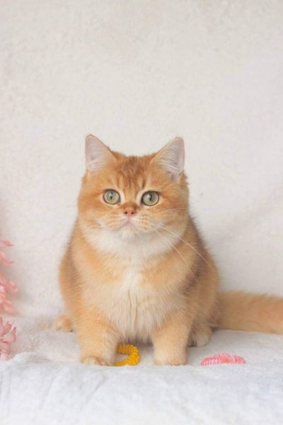 British Shorthair