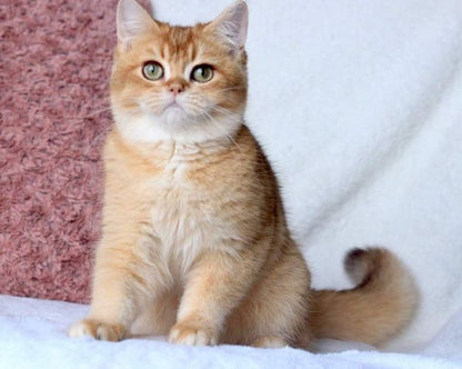 British Shorthair