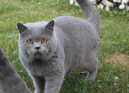 British Shorthair