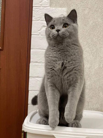 British Shorthair