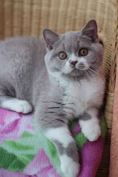 British Shorthair