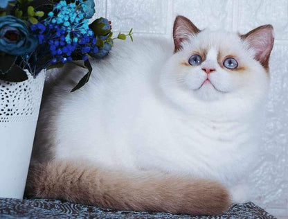 British Shorthair