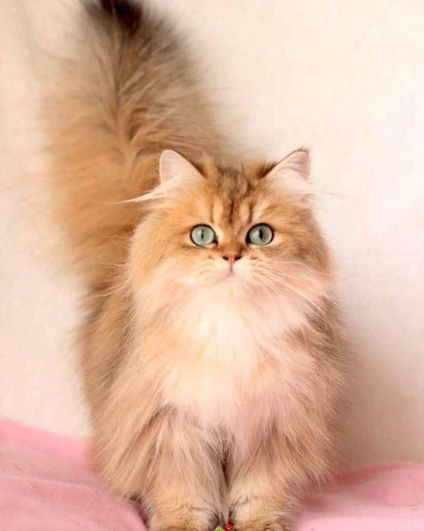 British Longhair