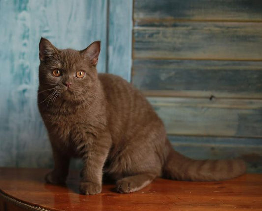 British Shorthair