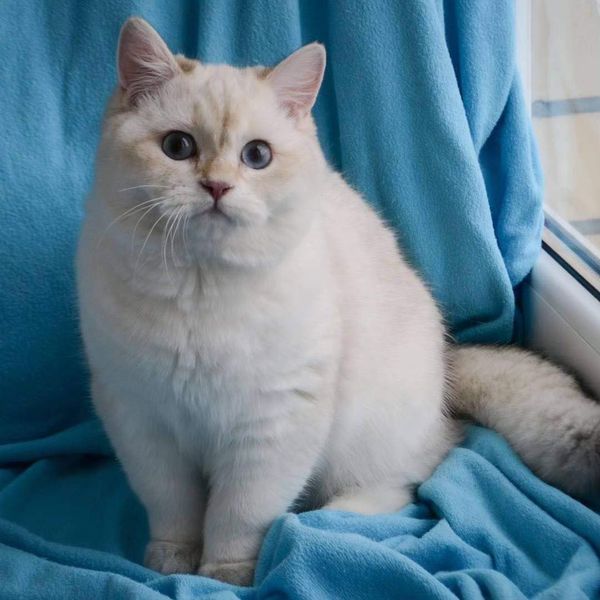 British Shorthair