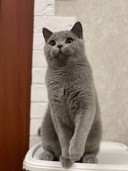 British Shorthair