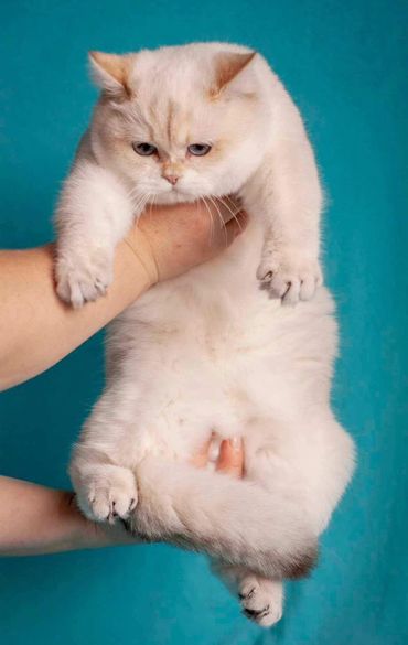 British Shorthair