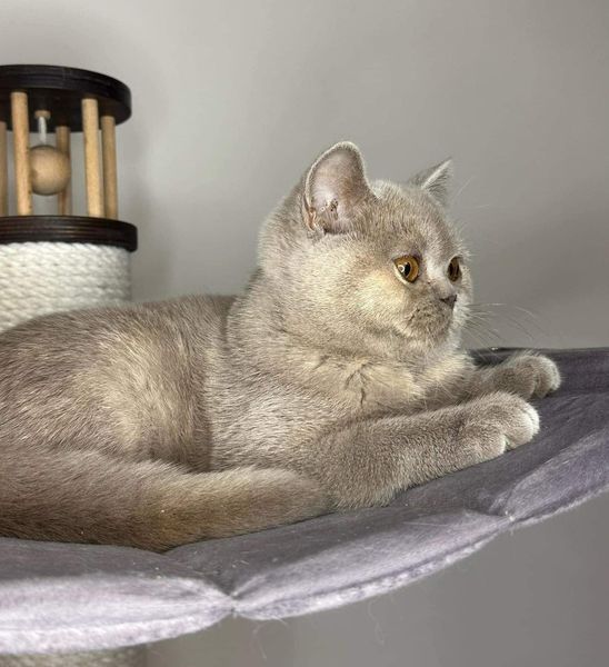 British Shorthair