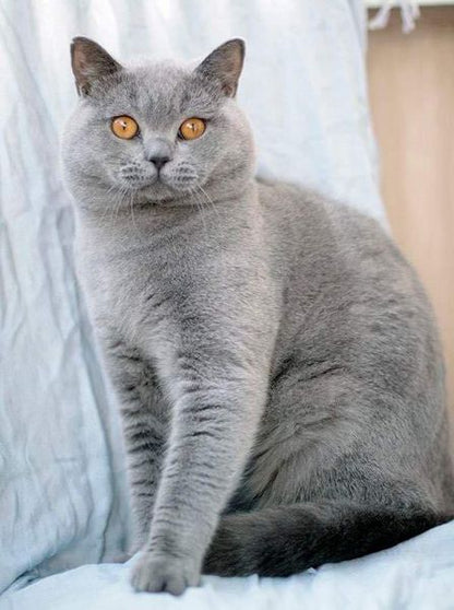 British Shorthair