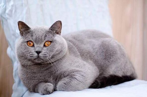 British Shorthair