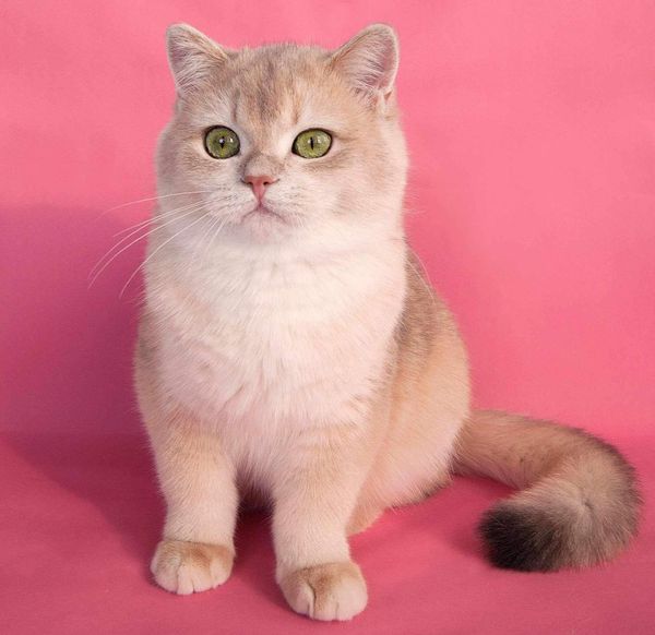 British Shorthair