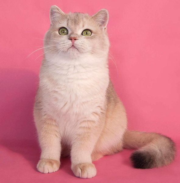 British Shorthair