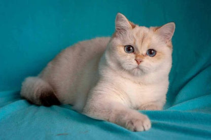 British Shorthair