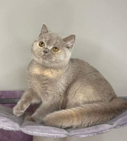 British Shorthair