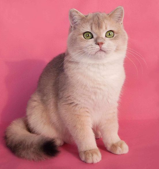 British Shorthair