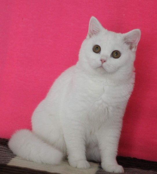 British Shorthair