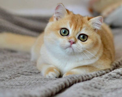 British Shorthair