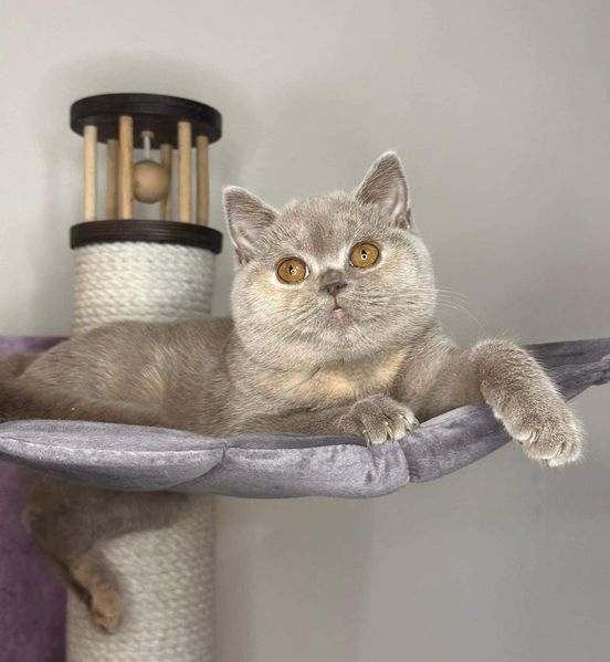 British Shorthair