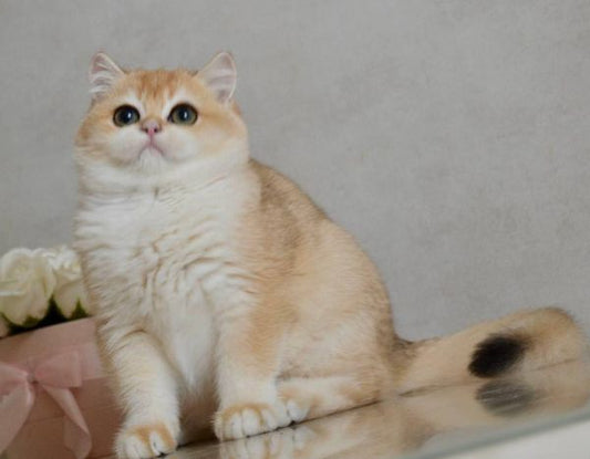 British Shorthair