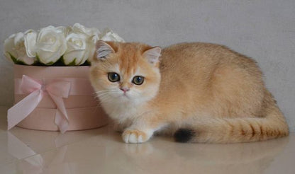 British Shorthair