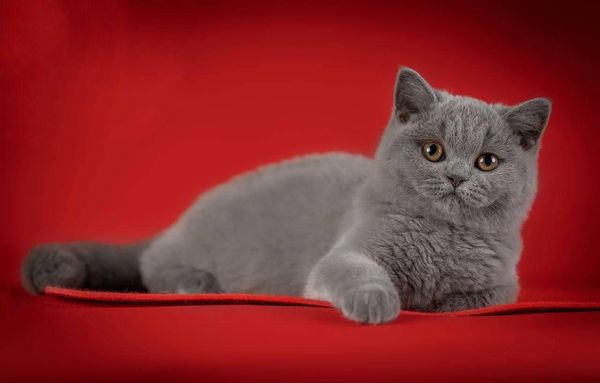 British Shorthair