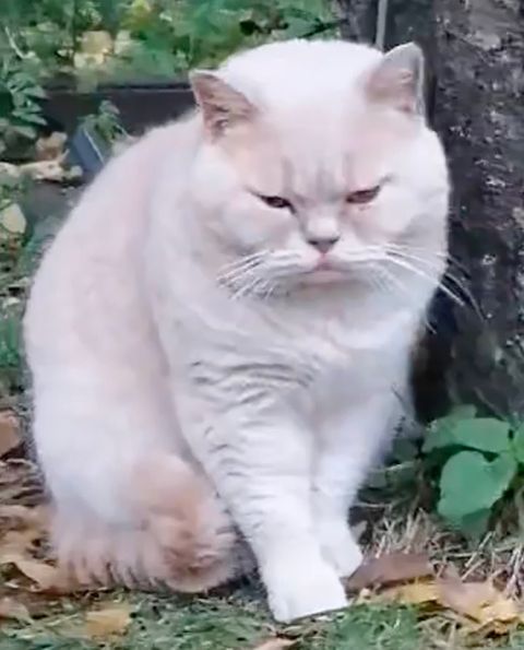 British Shorthair