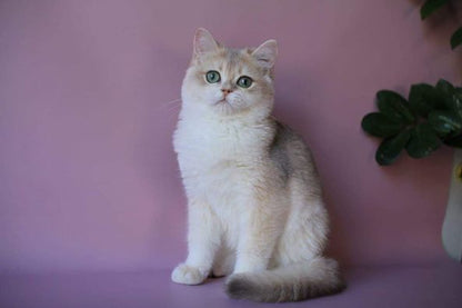 British Shorthair