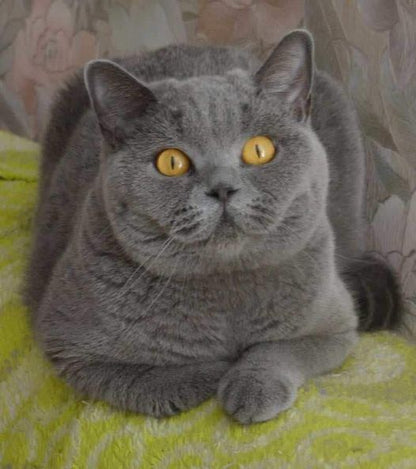 British Shorthair