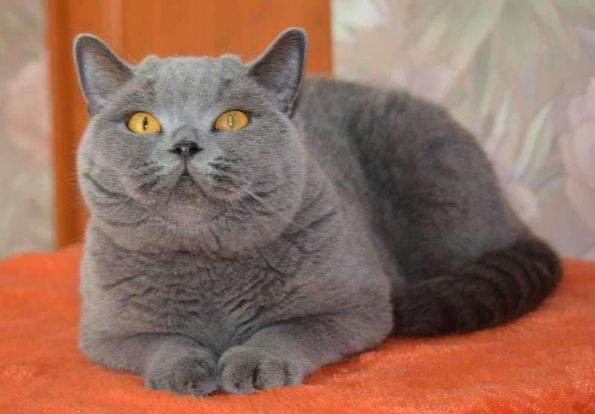 British Shorthair