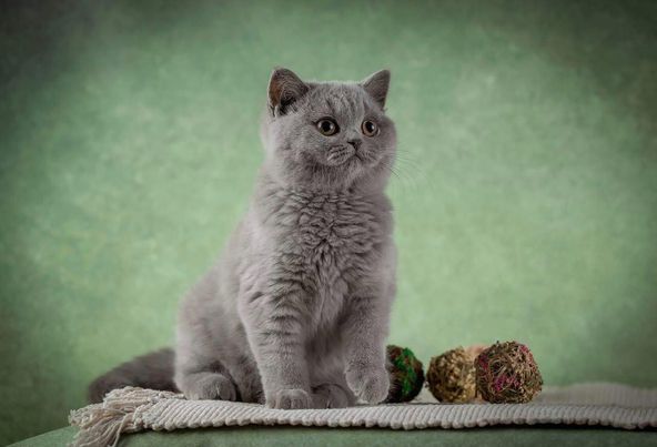 British Shorthair