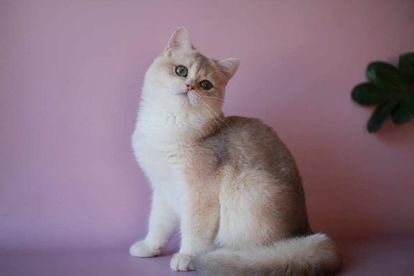 British Shorthair