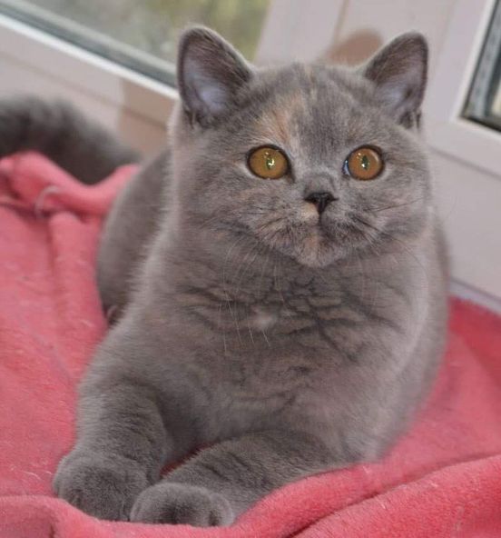 British Shorthair