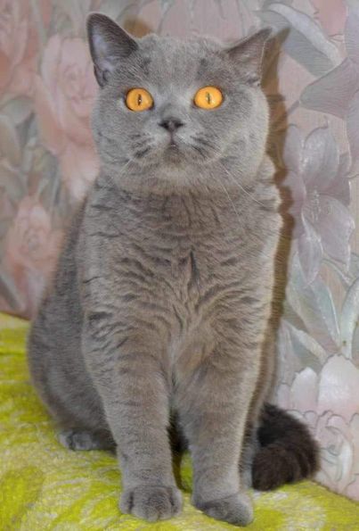 British Shorthair