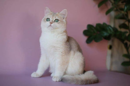 British Shorthair