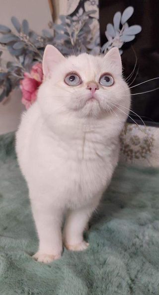 British Shorthair