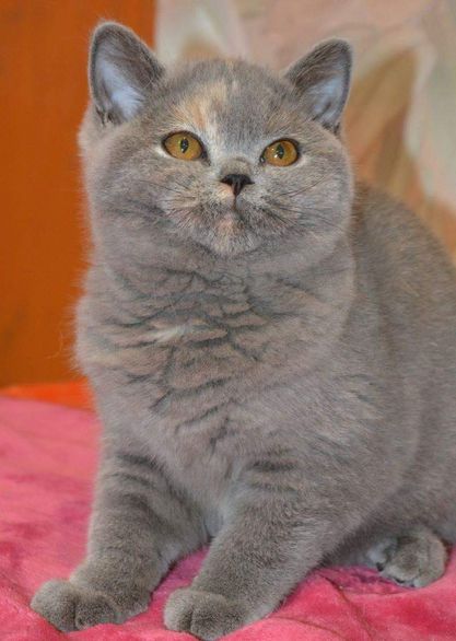 British Shorthair