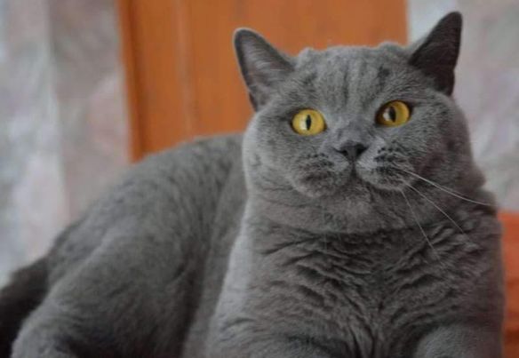 British Shorthair