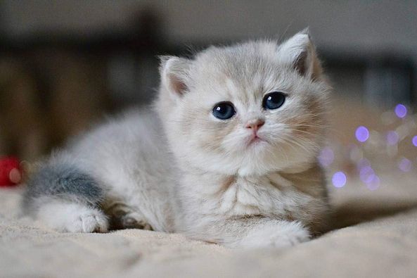 British Shorthair