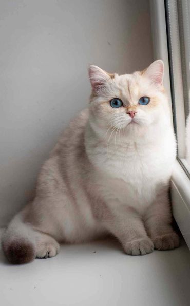 British Shorthair