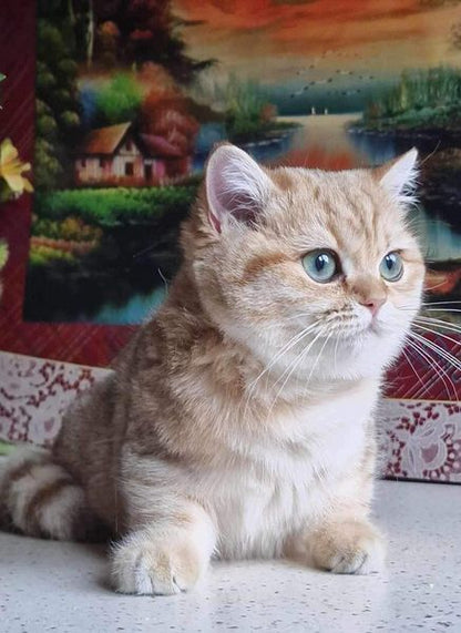 British Shorthair