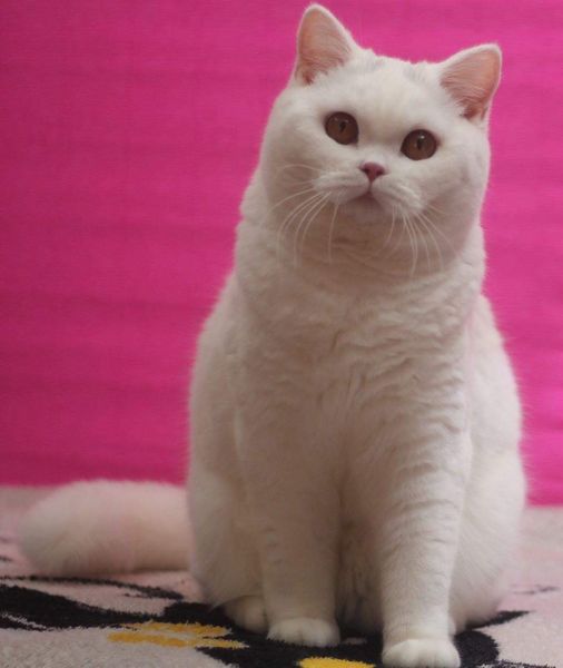 British Shorthair