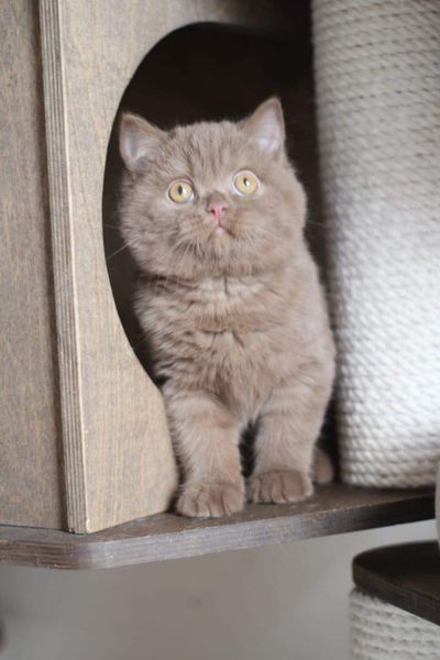 British Shorthair