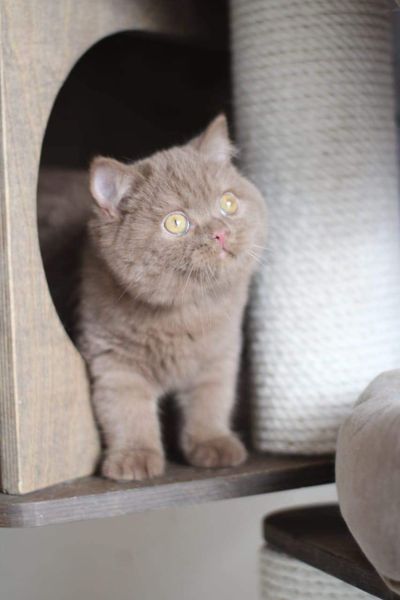 British Shorthair