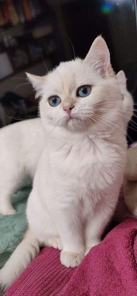 British Shorthair