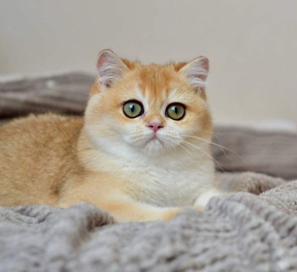 British Shorthair